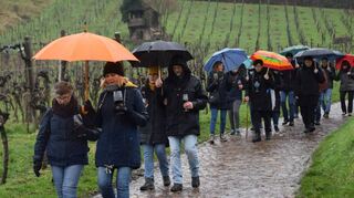 Gut beschirmt, machten sich die Teilnehmer der zehnten Rotweinwanderung in Schriesheim auf den Weg durch die Weinberge und kosteten feste und flüssige Köstlichkeiten an den Ständen zwischen den reben.