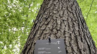 So ähnlich wie hier auf dem Naturfriedhof in Mühltal bei Darmstadt könnte es auch im Schriesheimer Wald bei Altenbach bald aussehen.