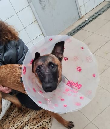 Die Malinois-Hündin war schwer verletzt vor dem Tierheim Mannheim gefunden worden