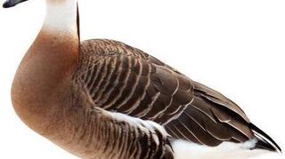 Swan Goose (Anser cygnoides).  Isolated over white background