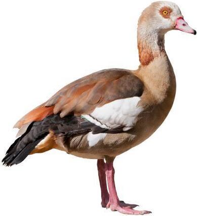 Egyptian goose (German Nilgans) isolated on white