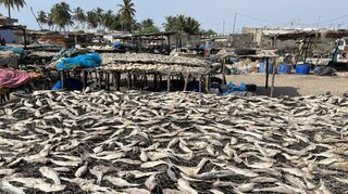 Das ist der Fischmarkt von Fimla, im Norden des Deltas schon etwas landeinwärts an einem Seitenarm gelegen. Die Fische werden zugleich in der Sonne getrocknet, und die Vielfalt des Angebots schließt kleine Rochen oder Meeresschnecken mit ein.