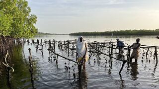 Die Fischerinnen von Toubacouta – dem Tor zur Region Sine-Saloum – haben für ihre Austernzucht Holzgestelle gebaut und entlang der Mangrovenufer errichtet. Aber trotz der Ufernähe ist das Waten durch den Schlickboden des Flusses kein Spaziergang.