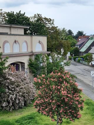 Vor elf Jahren spendete Gottmann diesen Kastanienbaum am Dahlienplatz
