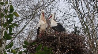 Im Heddesheimer Vogelpark haben die Störche mit dem Nestbau begonnen. Wieder werden bis zu 40 Paare erwartet.