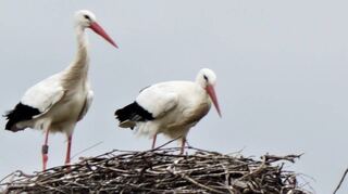 Die Störche sind im Lampertheimer Vogelpark eingezogen und bereiten ihre Nester für den Nachwuchs vor.