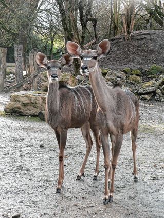 Besucher des Zoos müssen künftig auf sie verzichten: Kudus.