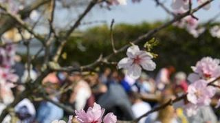 Das überregional beliebte Gimmeldinger Mandelblütenfest präsentiert nach zweijähriger Corona-Zwangspause ein neues Konzept