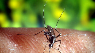 Eine Asiatische Tigermücke (Aedes albopictus) auf der menschlichen Haut