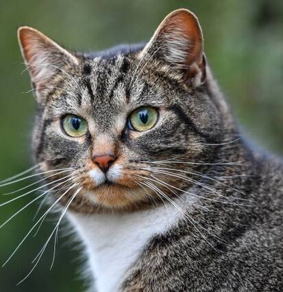 Eine Katzenschutzverordnung wird schon lange diskutiert.