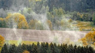 Europas Wälder entziehen der Atmosphäre viel Kohlendioxid.