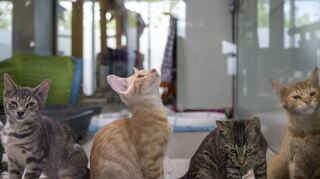 Schauen in die Röhre: Wie viele Katzen von der Allgemeinverfügung im Walldorfer Süden betroffen sind, kann niemand genau sagen.