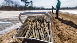 Frisch gestochener Spargel: Vor Ostern werden erste Mengen regionalen Spargels im Verkauf erwartet.