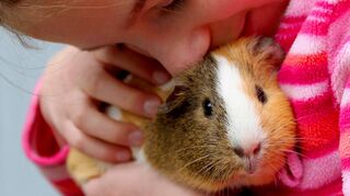 Laut Expertin Sonja Tolevski sind Kaninchen oder Meerschweinchen als erste Haustiere für Kinder am ehesten geeignet.