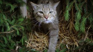 ARCHIV - 23.06.2013, Hessen, Schlangenbad: Eine Wildkatze erkundet in einem Wald ihr Auswilderungs-Gehege. Einst war die Europäische Wildkatze fast ausgerottet. Inzwischen hat sie viele Lebensräume wieder besiedelt, doch sie gilt immer noch als gefährdet. Jetzt sollen die Tiere bessere Lebensbedingungen bekommen.

Eine Wildkatze streift durch einen Wald. (zu dpa: «Deckung für Wildkatzen») Foto: Fredrik von Erichsen/dpa - Honorarfrei nur für Bezieher des Dienstes dpa-Nachrichten für Kinder +++ dpa-Nachrichten für Kinder +++