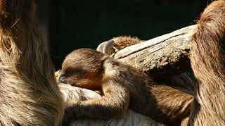 Ein Faultier-Baby ist im Zoo Heidelberg zur Welt gekommen.
