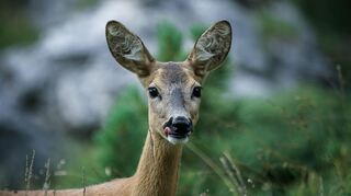 mid Groß-Gerau - In jeden zweiten gemeldeten Wildunfall sind Rehe verwickelt.