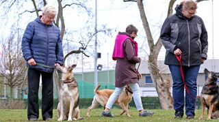 Diese Kursteilnehmerinnen und ihre Hunde beim VdH Feudenheim sind Fortgeschrittene. Bei Fuß sitzen oder gehen klappt da wie am Schnürchen, beziehungsweise wie an der Leine.