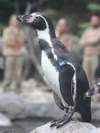 Bald wieder da: Pinguin Kurt zieht mit seiner Kolonie zurück.