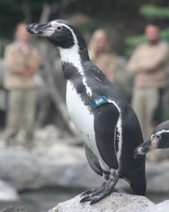 Bald wieder da: Pinguin Kurt zieht mit seiner Kolonie zurück.
