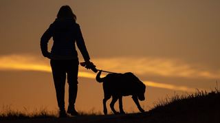 In Mannheim gibt es so viele Hunde wie noch nie
