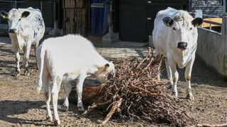 Diese neuen Tiere sind im Bauernhof im Luisenpark heimisch geworden: Wikingerrinder. Sie haben auch schon Nachwuchs.