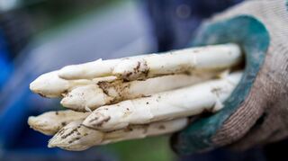Weißer Spargel: Diese Stangen werden auch Bleichspargel genannt und sind lichtempfindlich.