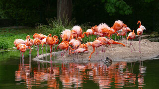 Kuba-Flamingos im Heidelberger Zoo.