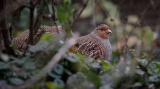 Sie sind vom Aussterben bedroht: Rebhühner trifft man in der Region nur selten an. Daher soll ihr Bestand in Heddesheim geschützt werden.