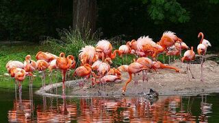 Müssen sich noch ein paar Tage gedulden: Weil Teiche und Seen noch nicht wieder alle mit Wasser befüllt sind, dürfen die Flamingos noch nicht zurückkehren.