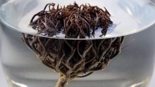 Eine Rose von Jericho im Wasserglas. Sie besteht aus dürrem Gestrüpp - blüht aber wieder auf wenn man sie pflegt und sie ins Wasser legt.