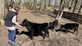 Teamleiterin Monika Hußmann füttert ihre Neuankömmlinge: Die Dahomey-Zwergrinder Luigi, Wiebke und Walpurga leben seit einigen Tagen im Wildpark.