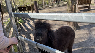 Mini-Shetlandpony Stefanie ist zehn Monate alt.