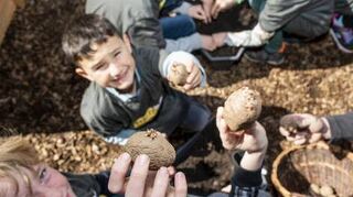 Grumbeere gibt’s in der nahen Pfalz bald aus dem Schulgarten.
