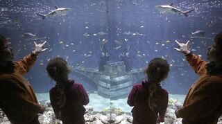 Blick in ein Aquarium im Sealife in Speyer.