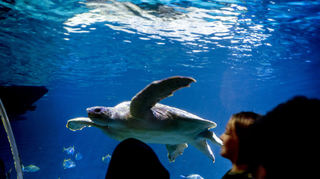 Schüler aus Speyer halfen im Januar bei der Inventur im Sealife Speyer.