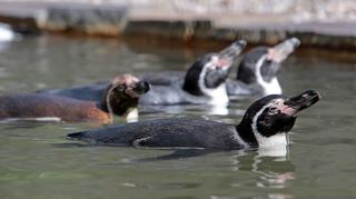 Ein Archivbild - aber ab morgen können die Humboldtpinguine wieder im Rahmen der Buga im Luisenpark bestaunt werden.