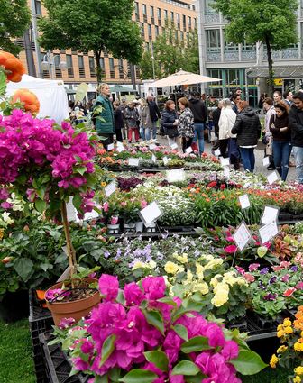 Bei „Mannheim blüht auf“ wird der Paradeplatz am Samstag und Sonntag wieder zum Blumenmeer. Dort werden Balkon- und Gartenpflanzen, Schnittblumen und Kunsthandwerk zum Thema Blumen präsentiert.