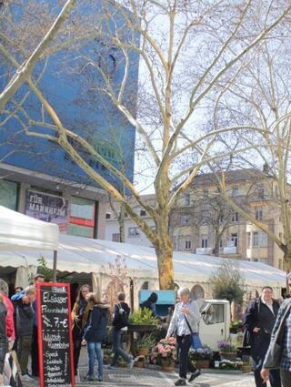 Auf den Kapuzinerplanken gastiert der Französische Markt.