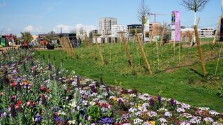 Junge Reben, eingerahmt von bunten Blumen: der von den Schriesheimer Winzern gepflegte Weinberg auf der Buga, hinten links die „Weinbar“.