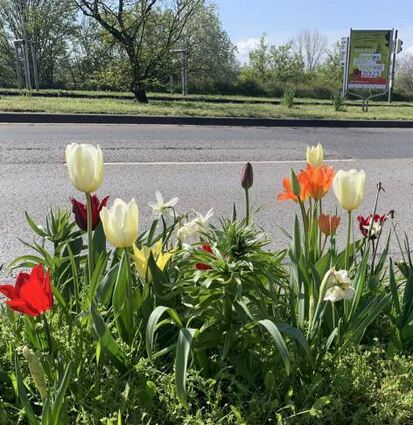 Frisch gepflanzte Blumen an der Feudenheimer Straße.
