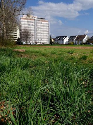 Folge 4: Die Brachfläche im Amselweg in Edingen, die bebaut werden soll.