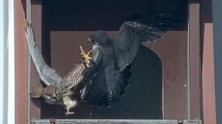Streiten um den Horst: Einer der kleineren Turmfalken mit braunem Gefieder und der größere, dunklere Wanderfalke.