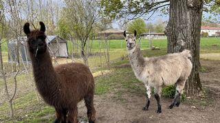 Tesoro (l.) und Asterix, die beiden Lamas des „Lapaka“-Hofs, gehen gerne mit Besucherinnen und Besuchern spazieren.