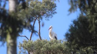 Die Vögel im Vogelpark dürften sich am Wochenende wundern, wenn in ihrem Areal am „Tag der Erde“ viele Infostände aufgebaut werden.