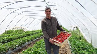 Michael Schmidt präsentiert stolz seine Erdbeeren, die momentan unterm Folienzelt heranreifen.