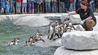 Es gibt Hering: Tierpflegerin Manuela Roth freut sich, dass die Humboldt-Pinguine wieder zu Hause sind – und das Publikum hat sie sofort wieder ins Herz geschlossen.