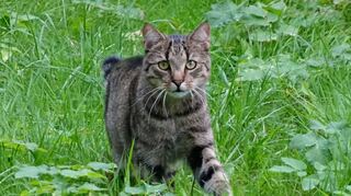 Sich unkontrolliert vermehrende Katzen, die frei herumlaufen, werden im Speckweg-gebiet in Mannheim-Käfertal zu einer Plage für die Nachbarschaft.