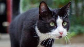 In Heidelberg soll es bald eine Katzen-schutzverordnung geben.