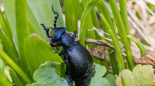 Der Schwarzblaue Ölkäfer ist interessant zu beobachten, anfassen sollte man das giftige Insekt aber auf keinen Fall. Vor allem im Frühjahr krabbeln die giftigen Insekten auch im Südwesten.